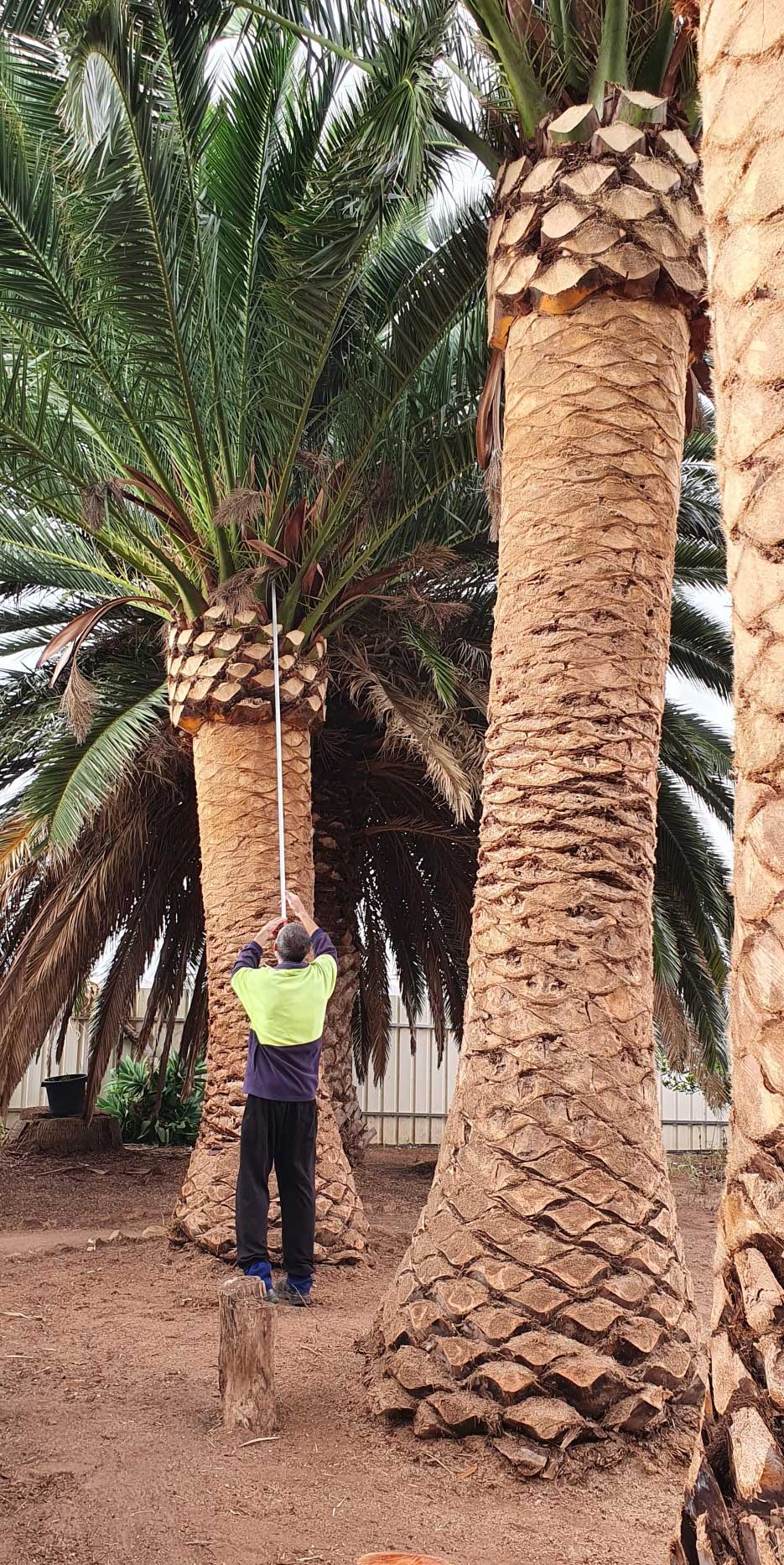 ABC-Palms-1-(145626--002) ABC-Palms-1-(145626--002)