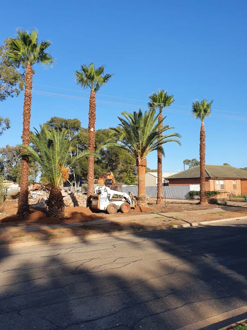 Buying Palm Trees in Australia