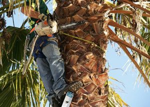 Should You Cut Off Brown Palm Leaves