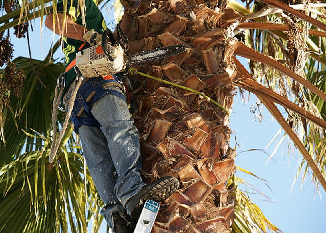 Should You Cut Off Brown Palm Leaves