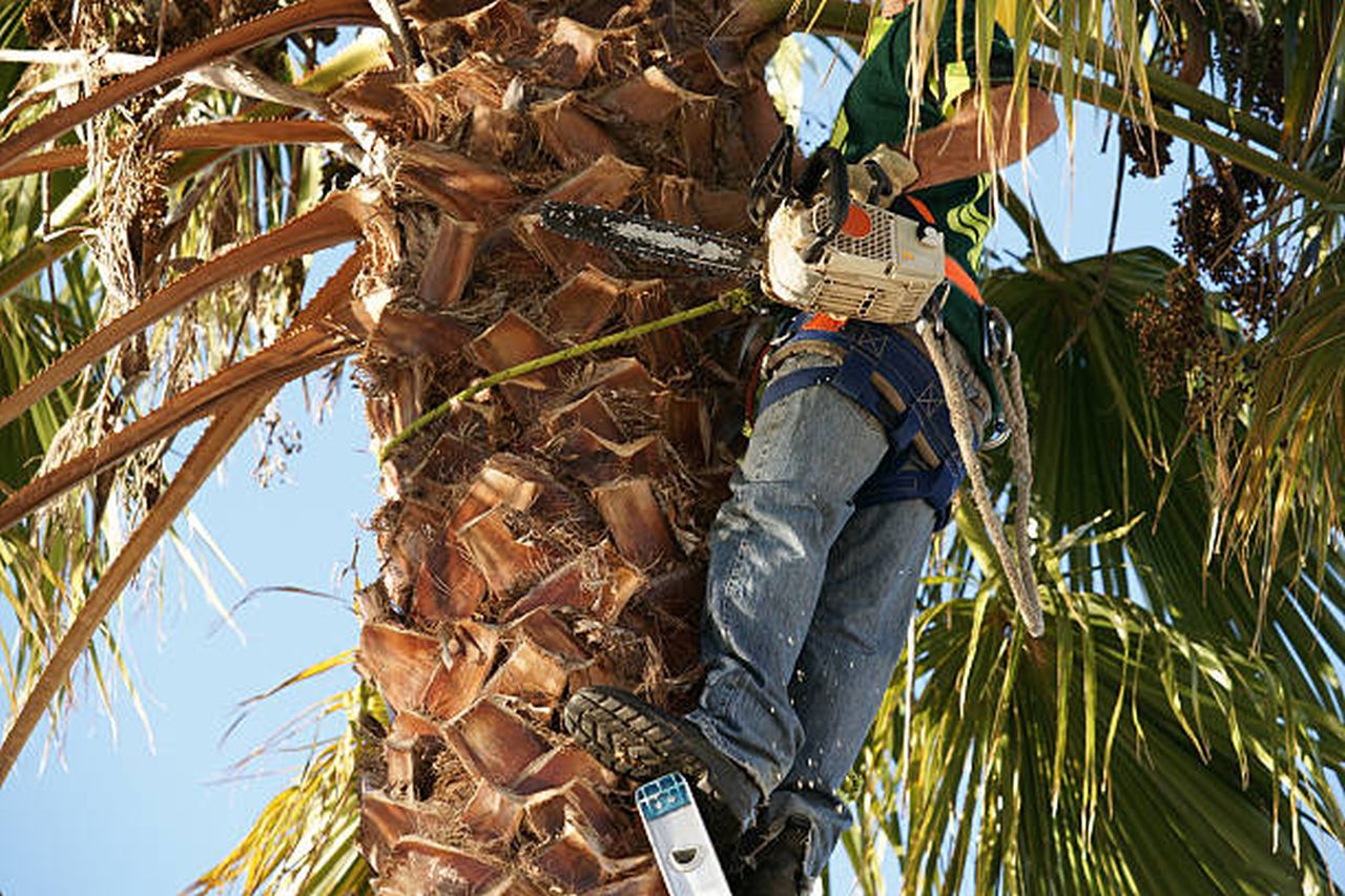 How Can You Best Trim Your Palm Trees