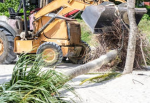 Are the Roots of Palm Trees Really Hazardous?