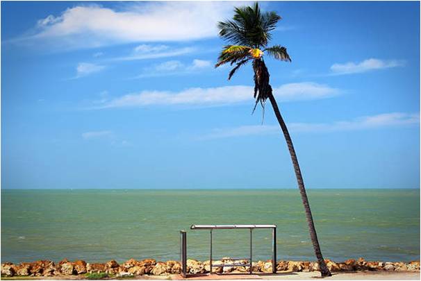 How Do You Stop A Palm Tree From Growing Too Tall?