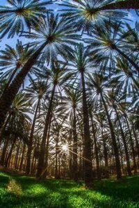 How Do You Plant Your Palm Tree Properly?